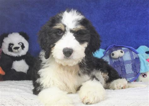 Bernedoodle Puppies Long Island For Sale